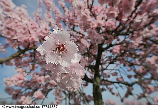 Mandelblüte mit Blüte und Mandelbaum (Prunus dulcis) n Hallgarten  Oestrich-Winkel  Rheingau  Taunus  Hessen  Deutschland  Europa