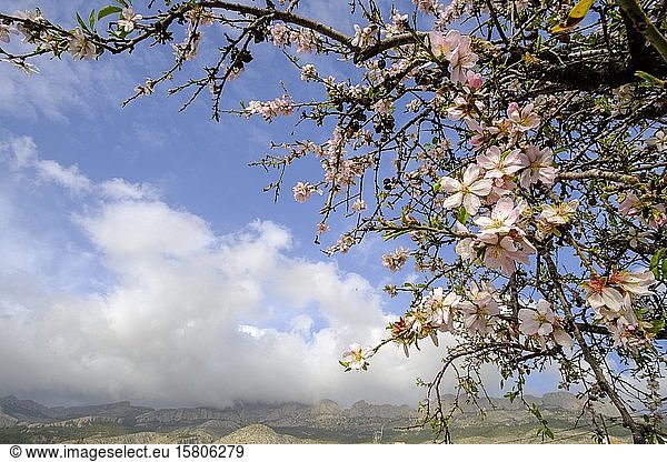 Mandelblüte (Prunus dulcis) in Altea  Alicante  Spanien  Europa