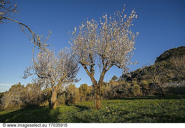 Mandelblüten  Randa  Mallorca  Balearische Inseln  Spanien.