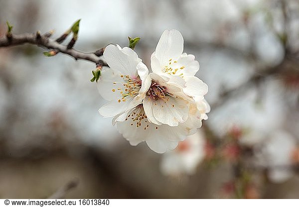 Mandelblütenfeld im Frühling. Sizilien.