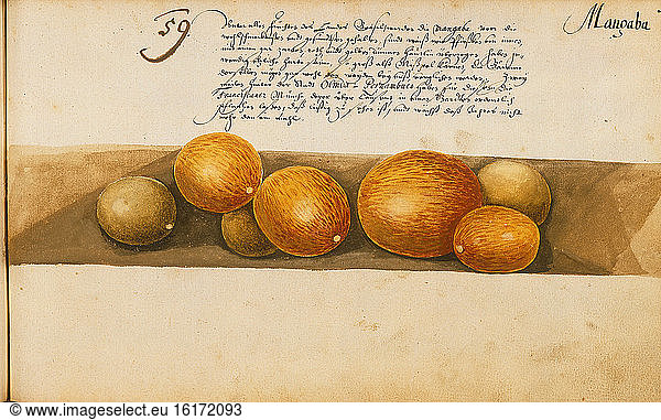Mango / Z. Wagner / Watercolour  17th Century
