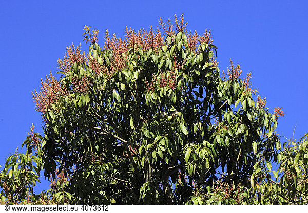 Mangobaum (Mangifera indica) Blüte Madagaskar Afrika
