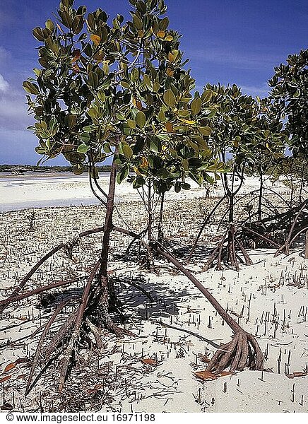 Mangrove am Strand des Aldabra-Atolls bei Ebbe. Seychellen.