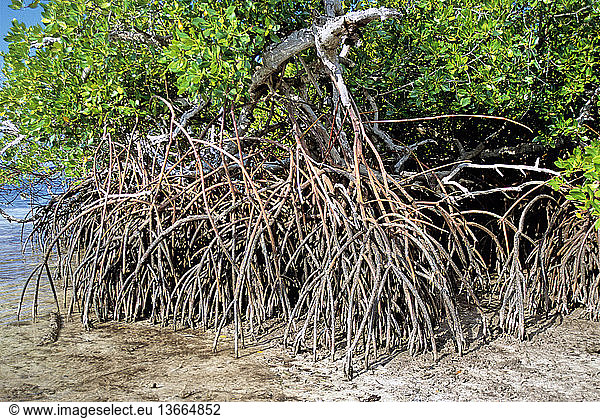Mangrove (Rhizophora sp.) stilt roots. Seraya Island near Labuan Bajo  Flores  West Manggarai  East Nusa Tenggara  Indonesia.
