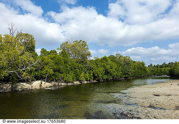 Mangrove trees growing along African beach