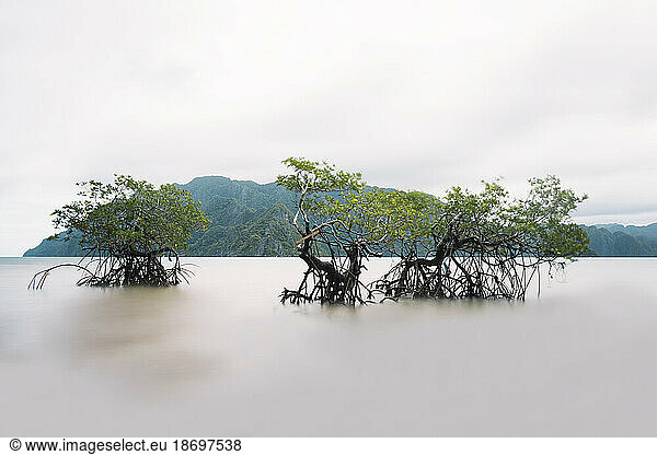 Mangrove trees in sea under sky