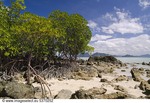 Mangroven am Strand Insel Ko Kradan Trang Thailand Südostasien Asien