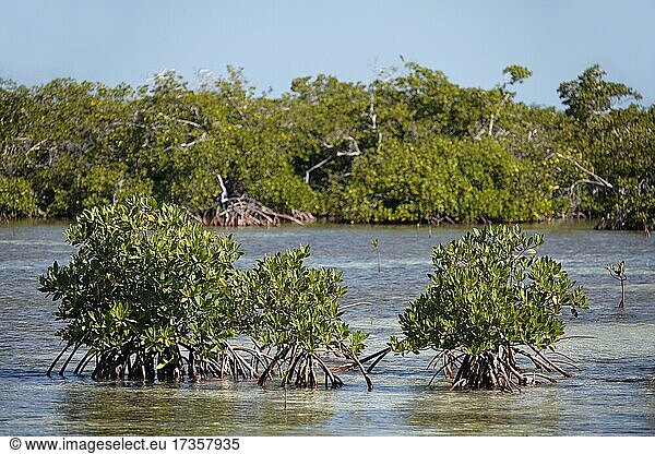 Mangroven (Rhizophora)  Nationalpark Jardines de la Reina  Archipel  Provinz Camagüey und Ciego de Ávila  Republi  Karibik  Kuba  Mittelamerika