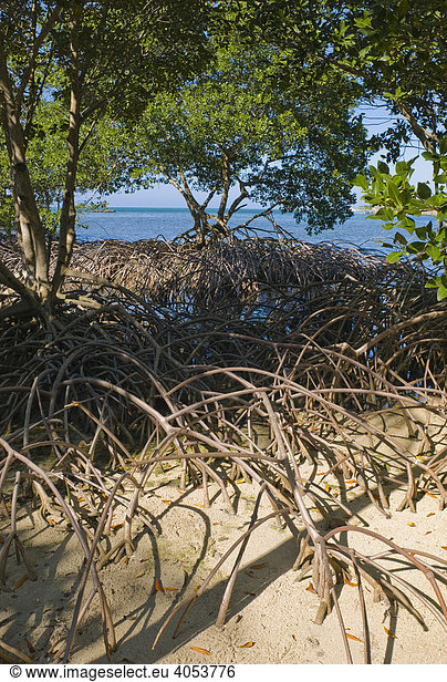 Mangrovenbäume in einer Bucht,  Honduras,  Karibik,  Zentralamerika
