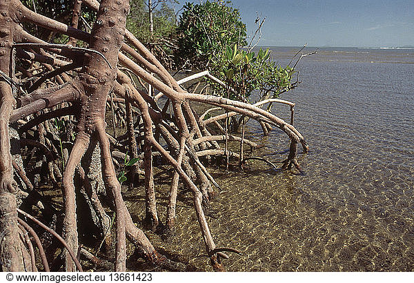 Mangroves (possibly Rhizophora stylosa) near Townsville  Australia.