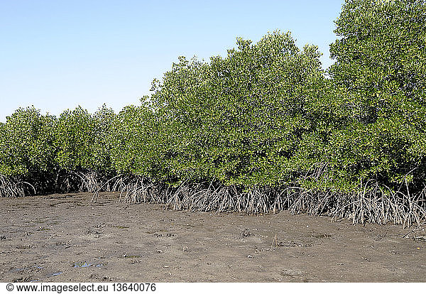 Mangroves (Rhizophora sp) fringing Seraya Island near Labuan Bajo and Komodo National Park  Flores  West Manggarai  East Nusa Tenggara  Indonesia.