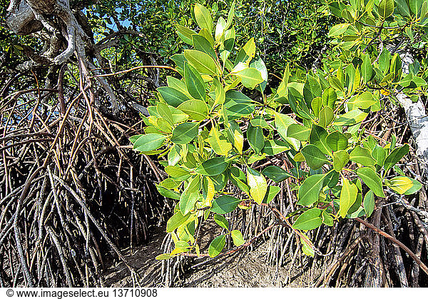 Mangroves (Rhizophora sp.) with leaves and stilt roots on Seraya Island near Labuan Bajo  Flores  West Manggarai  East Nusa Tenggara  Indonesia
