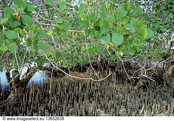 Mangroves (Sonneratia sp.) with leaves and breathing roots  or pneumatophores  on Seraya Island near Labuan Bajo  Flores  West Manggarai  East Nusa Tenggara  Indonesia.