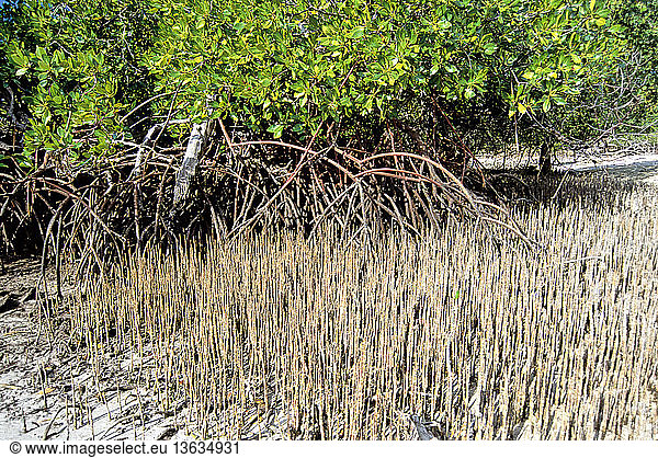 Mangroves with stilt roots of Rhizophora sp. and breathing roots  or pneumatophores  of Sonneratia sp. on Seraya Island near Labuan Bajo  Flores  West Manggarai  East Nusa Tenggara  Indonesia.