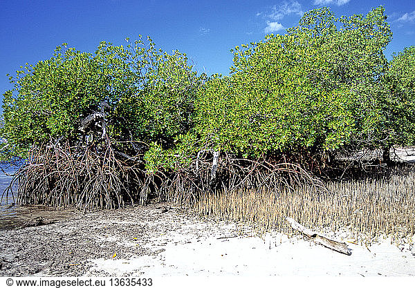 Mangroves with stilt roots of Rhizophora sp. and breathing roots  or pneumatophores  of Sonneratia sp. on Seraya Island near Labuan Bajo  Flores  West Manggarai  East Nusa Tenggara  Indonesia.