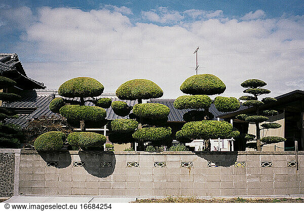 Manikürte Bäume vor einem japanischen Haus