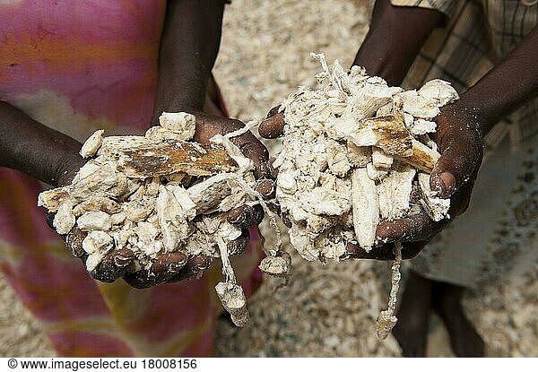 Maniok (Manihot sp.) Frauen mit getrockneter Maniok  Hauptnahrungsmittel für viele Afrikaner in ländlichen Gebieten  Kenia  Juni  Afrika