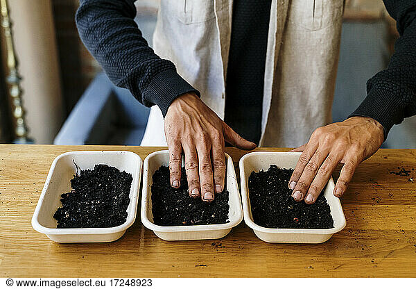 Mann arrangiert Mikrogrünpflanzen in Schalen