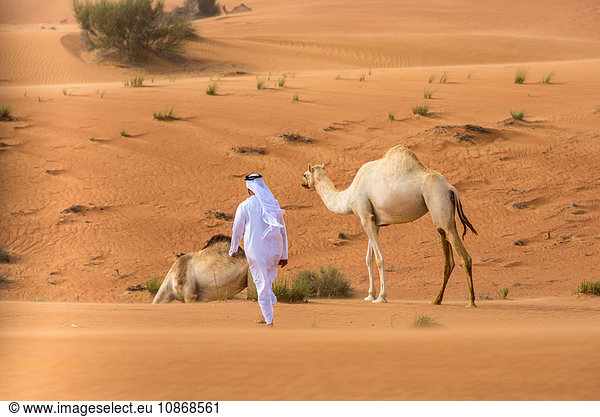 Mann aus dem Nahen Osten in traditioneller Kleidung geht in der Wüste auf Kamele zu  Dubai  Vereinigte Arabische Emirate
