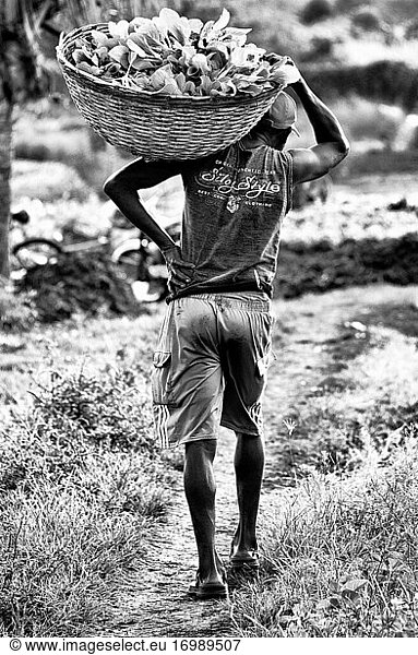 Mann bei der Arbeit im Gemüseanbau  Terre Rouge  Bezirk Pamplemousses  Mauritius  Afrika