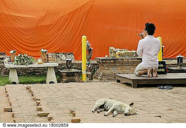Mann betend am buddhistischen Schrein in Ayutthaya  Thailand  Asien