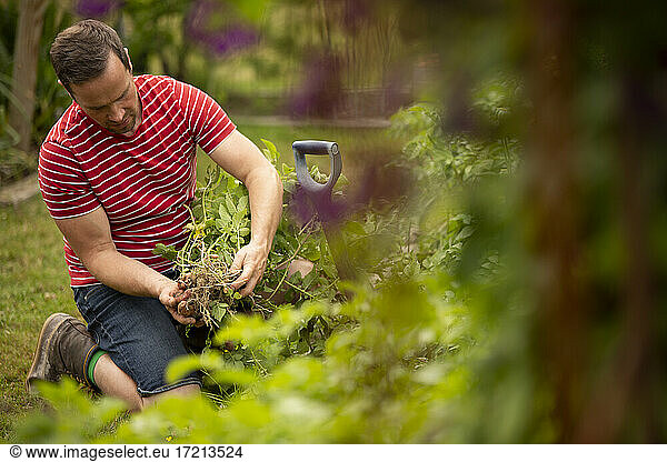 Mann erntet Gemüse im Garten