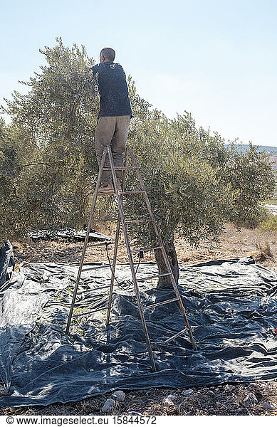 Mann erntet Oliven vom Olivenbaum  Zababdeh  Westjordanland  Palästina