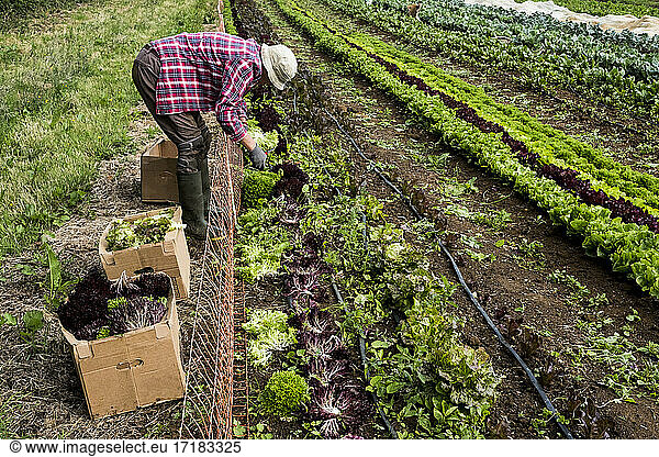 Mann erntet Salatblätter auf einem Bauernhof.