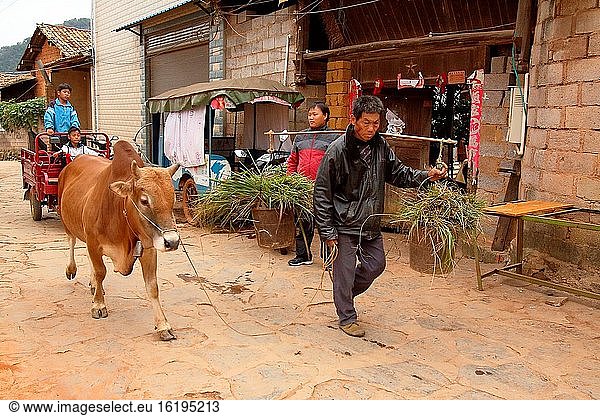 Mann geht mit seinem Vieh spazieren  Yunnan  China