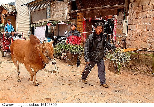 Mann geht mit seinem Vieh spazieren  Yunnan  China
