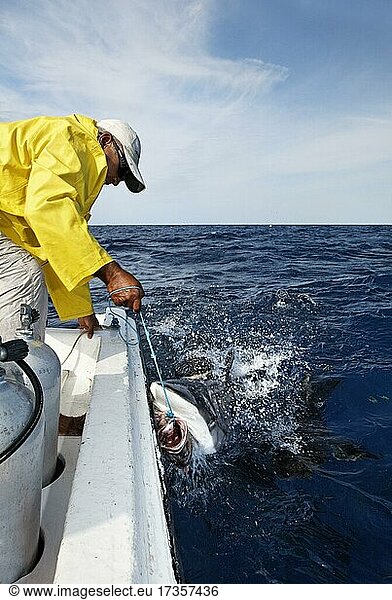 Mann im Boot ködert Grauer Riffhai (Carcharhinus amblyrhynchos) mit Fisch an Leine  Nationalpark Jardines de la Reina  Archipel  Provinz Camagüey und Ciego de Ávila  Republi  Karibik  Kuba  Mittelamerika
