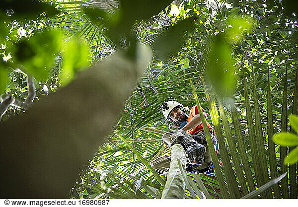 Mann klettert auf Baumkronen in grüner Regenwaldlandschaft