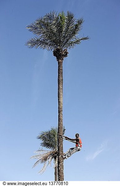 Mann klettert auf einen Baum Abene Senegal.