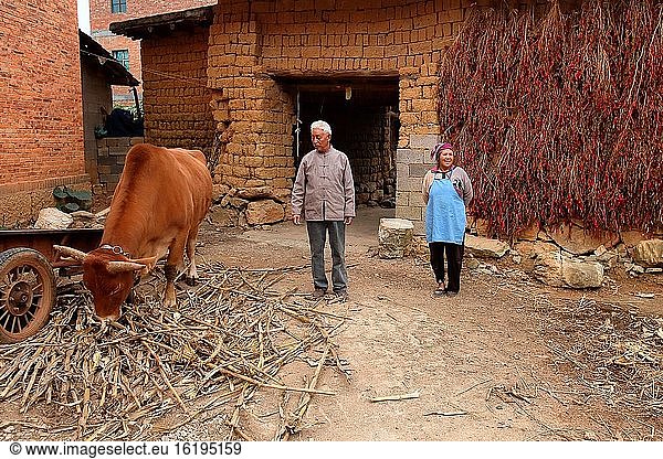 Mann mit seinem Vieh  Yunnan  China