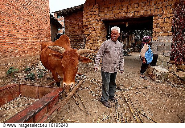 Mann mit seinem Vieh  Yunnan  China