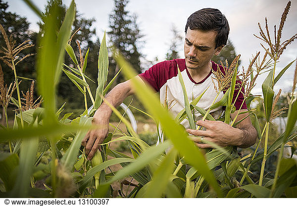 Mann pflückt Mais im Gemeinschaftsgarten