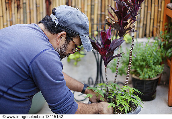 Mann pflanzt Pflanzen im Gartenzentrum