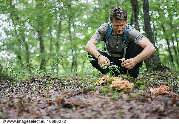 Mann sammelt essbare Pilze im Wald