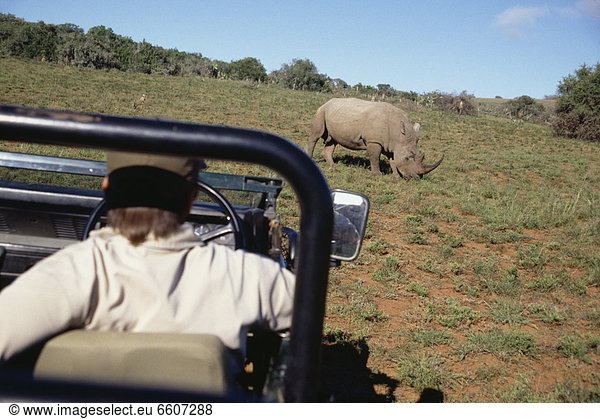 Mann  sehen  Safari  Geländewagen  Nashorn