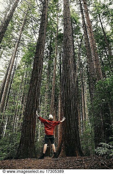 Mann steht zwischen zwei Bäumen  Redwoods Forest  Whakarewarewa  Nordinsel  Neuseeland  Ozeanien