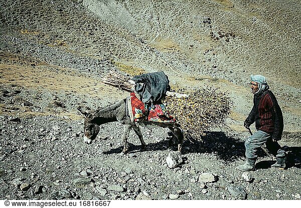 Mann wandert durch karge Berglandschaft  Esel beladen mit Brennholz  Broghil-Pass  Wakhan-Korridor  Badachschan  Afghanistan  Asien