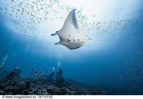 Manta ray swimming gracefully in the Indian Ocean at the Maldives