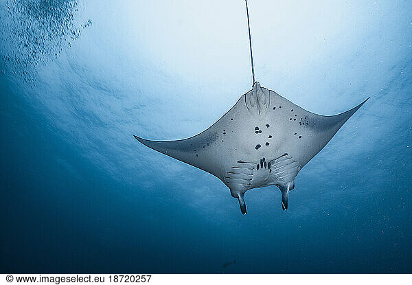 Manta ray swimming gracefully in the Indian Ocean at the Maldives
