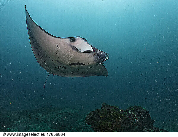 manta swimming gracefully through the tropical waters around Bali