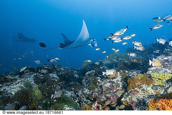 Mantas swimming over a reef in the Maldives