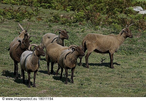 Manx-Loaghtan-Schafe  reinrassig  Haustiere  Huftiere  Nutztiere  Paarhufer  Säugetiere  Tiere  Hausschafe  Manx Loaghtan breed of sheep reintroduced to Jersey#s northern coast