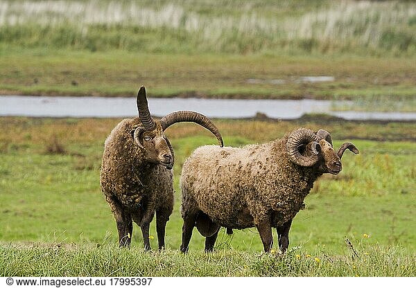 Manx-Loaghtan-Schafe  reinrassig  Haustiere  Huftiere  Nutztiere  Paarhufer  Säugetiere  Tiere  Hausschafe  Manx loughton sheep