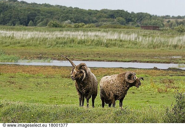 Manx-Loaghtan-Schafe  reinrassig  Haustiere  Huftiere  Nutztiere  Paarhufer  Säugetiere  Tiere  Hausschafe  Manx loughton sheep at RSPB Minsmere reserve