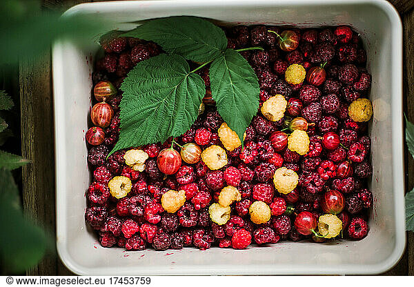 Many fresh raspberry in a box close up top view