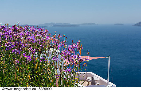 many plants of agapanthus africanus with purple or pink flowers. Behind a terrace with nobody in the greek island of Satorini with the best landscape of the Aegean sea and the Caldera of the